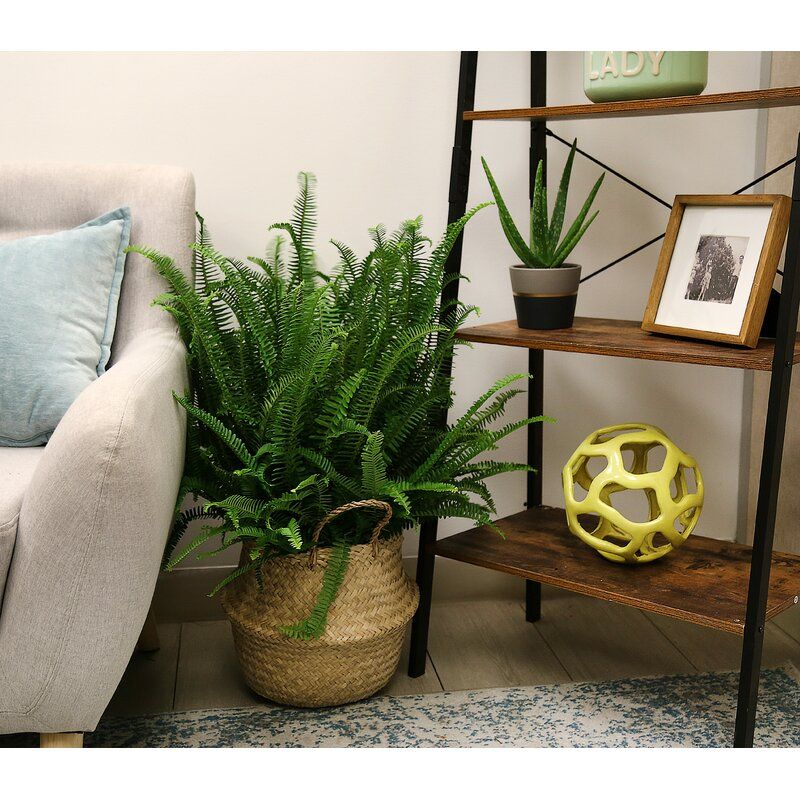 Aloe Succulent in Planter thumbnail 4