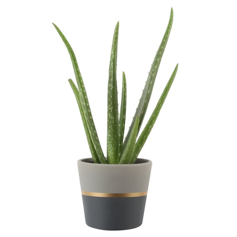 Aloe Succulent in Planter thumbnail 5
