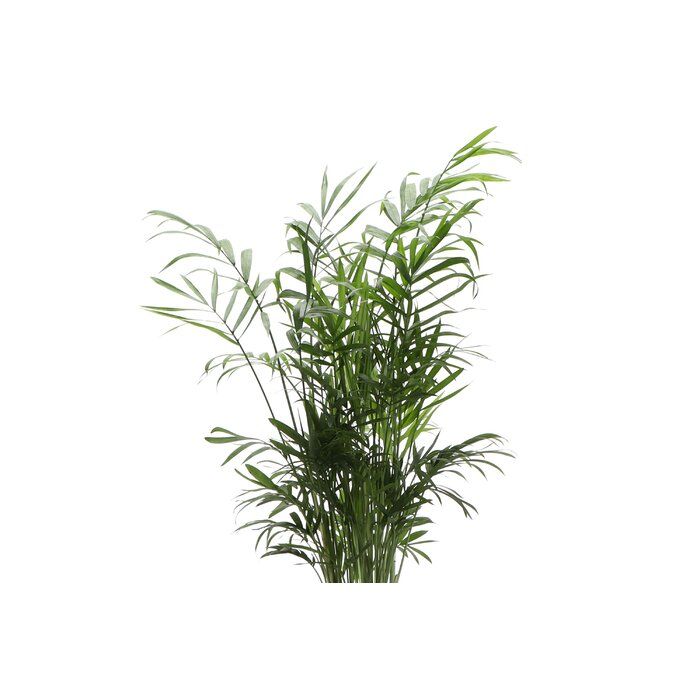 10 Live Neantha Bella Palm Plant in Pot thumbnail 2