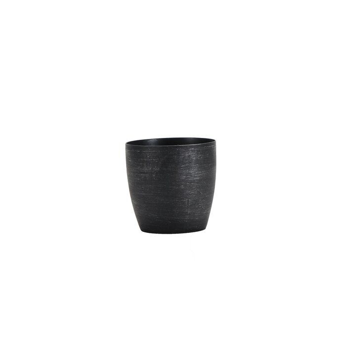 10 Live Neantha Bella Palm Plant in Pot thumbnail 3
