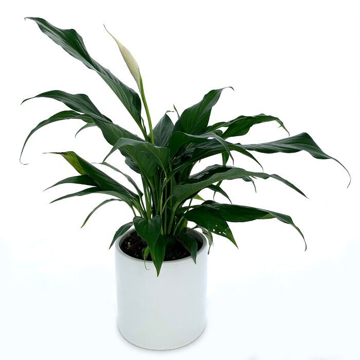 12 Live Flowering Plant in Pot thumbnail 2