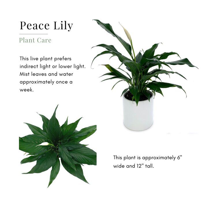 12 Live Flowering Plant in Pot thumbnail 3