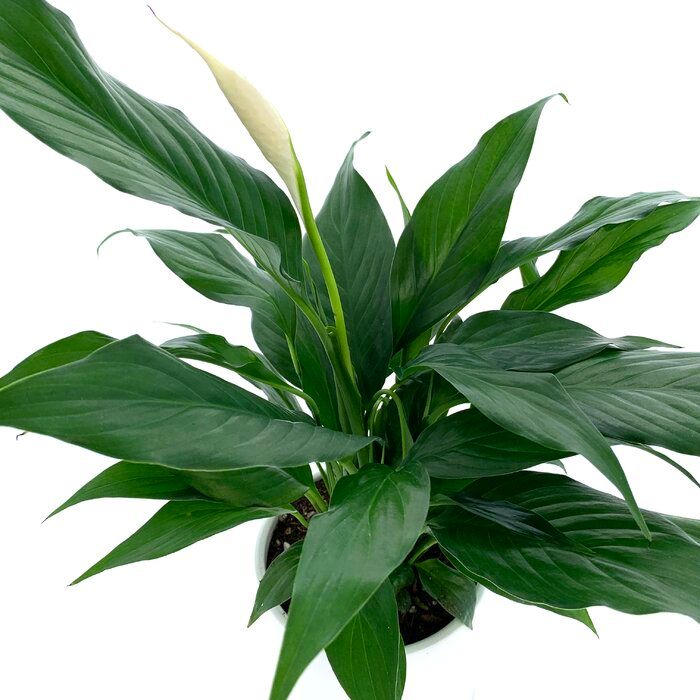 12 Live Flowering Plant in Pot thumbnail 4