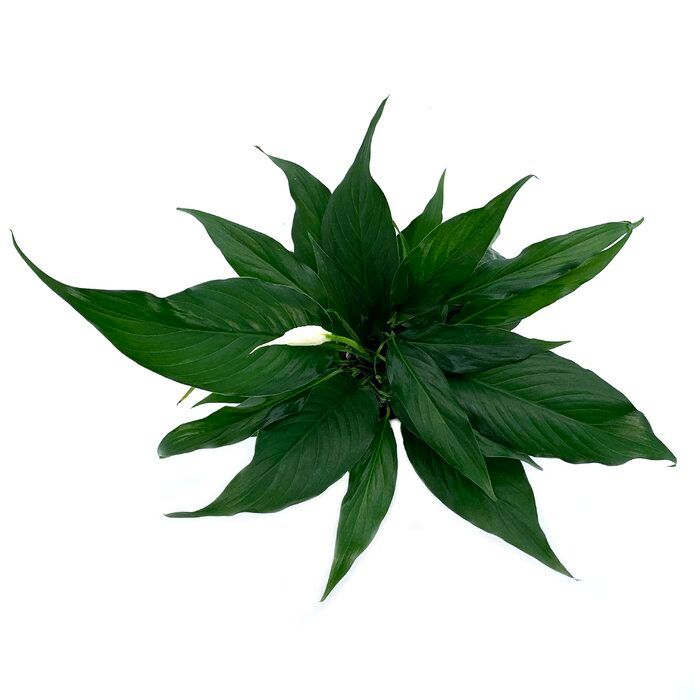 12 Live Flowering Plant in Pot thumbnail 5