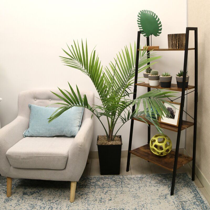 Live Majesty Palm Tree in Planter thumbnail 2