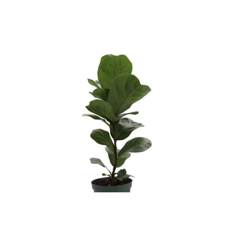 Live Fiddle Leaf Fig Plant in Pot thumbnail 2