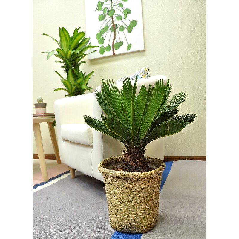 Live Plant in Basket thumbnail 2