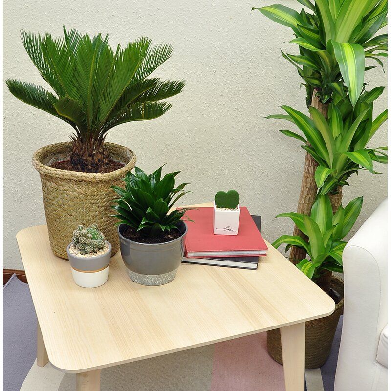 Live Plant in Basket thumbnail 3