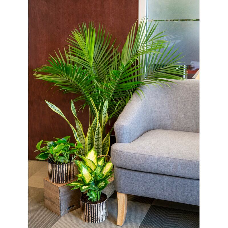 Dieffenbachia Plant in Planter thumbnail 3