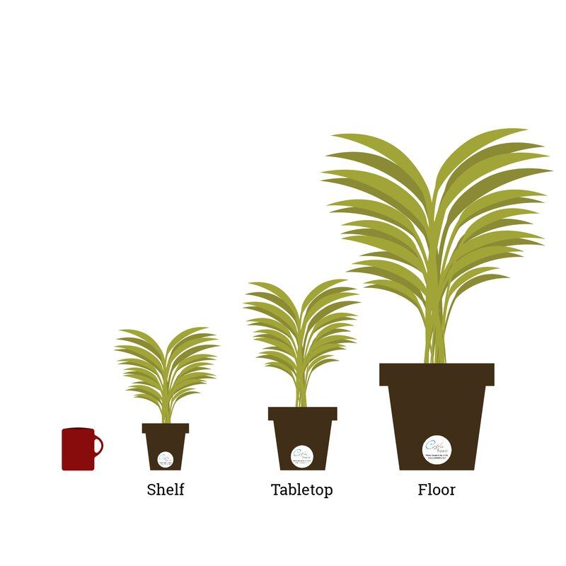 Dieffenbachia Plant in Planter thumbnail 5