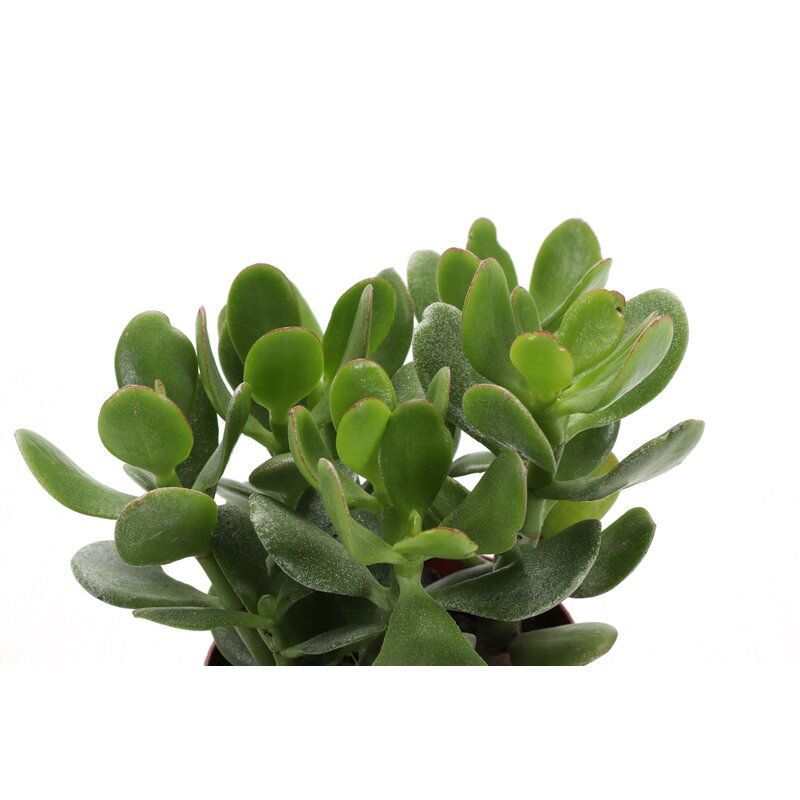Live Foliage Plant in Pot thumbnail 2