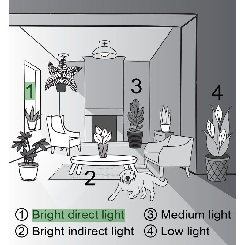 Live Foliage Plant in Pot thumbnail 3