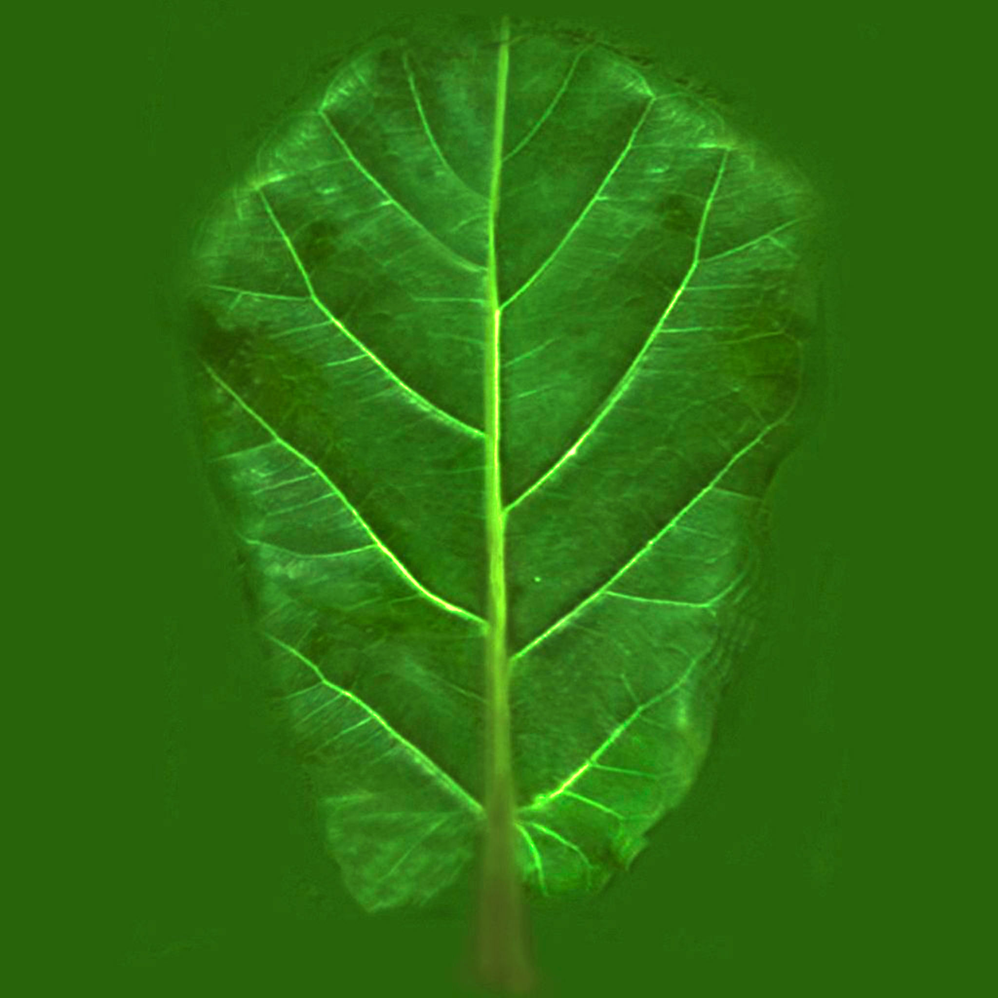Artificial Philodendron Foliage Plant in Planter thumbnail 3