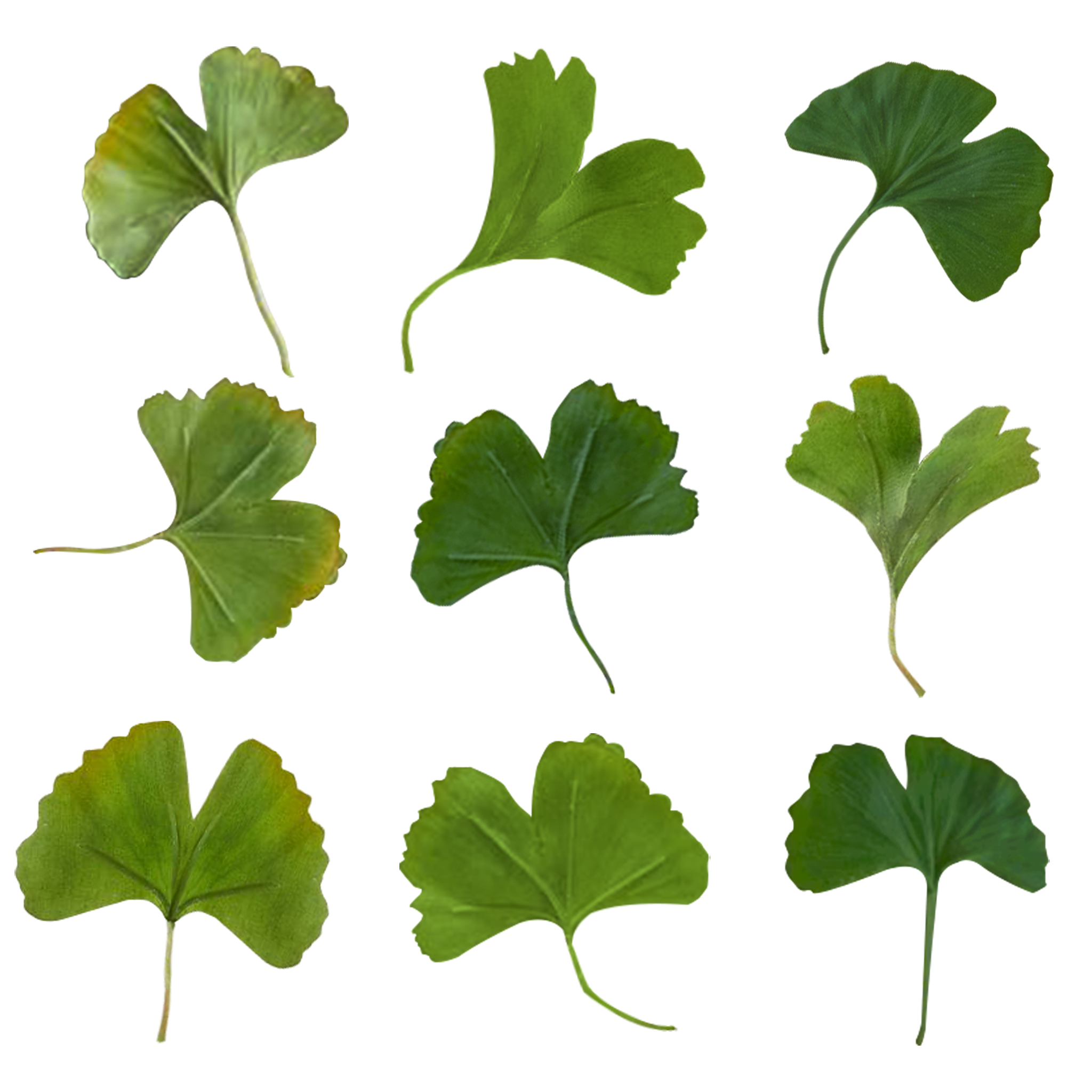 Faux Gingko Branch thumbnail 3