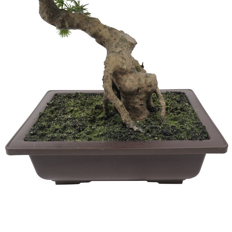 Artificial Pine Bonsai Tree in Pot thumbnail 2