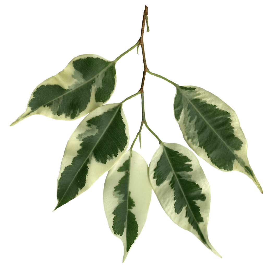 Faux Variegated Ficus Tree thumbnail 4