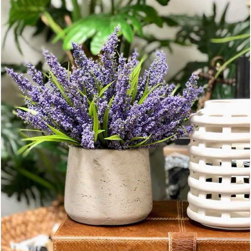 Lavender in Pot thumbnail 2