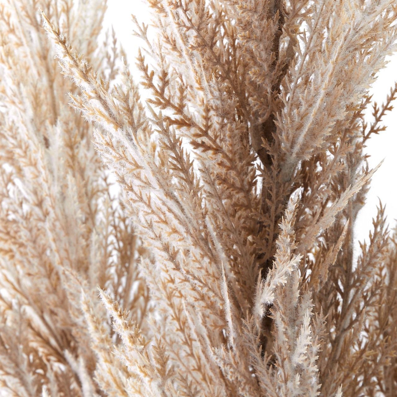 PAMPAS GRASS thumbnail 2