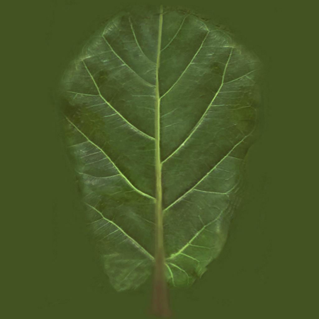 Faux Fiddle Leaf Fig Trees thumbnail 5