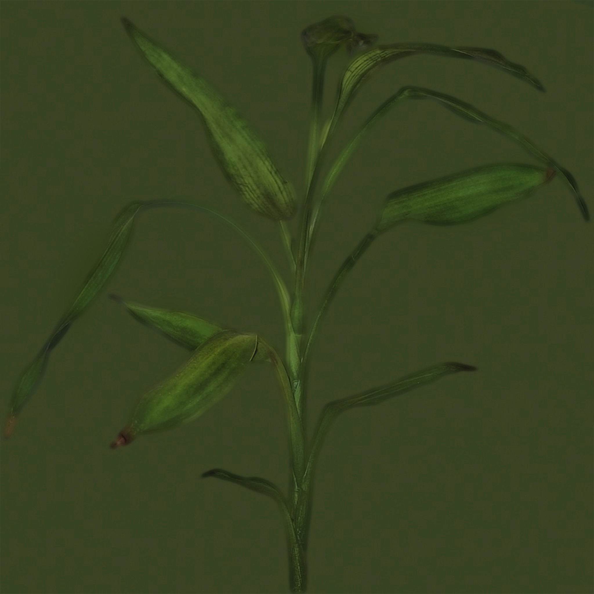CUSTOMER PLANT thumbnail 2
