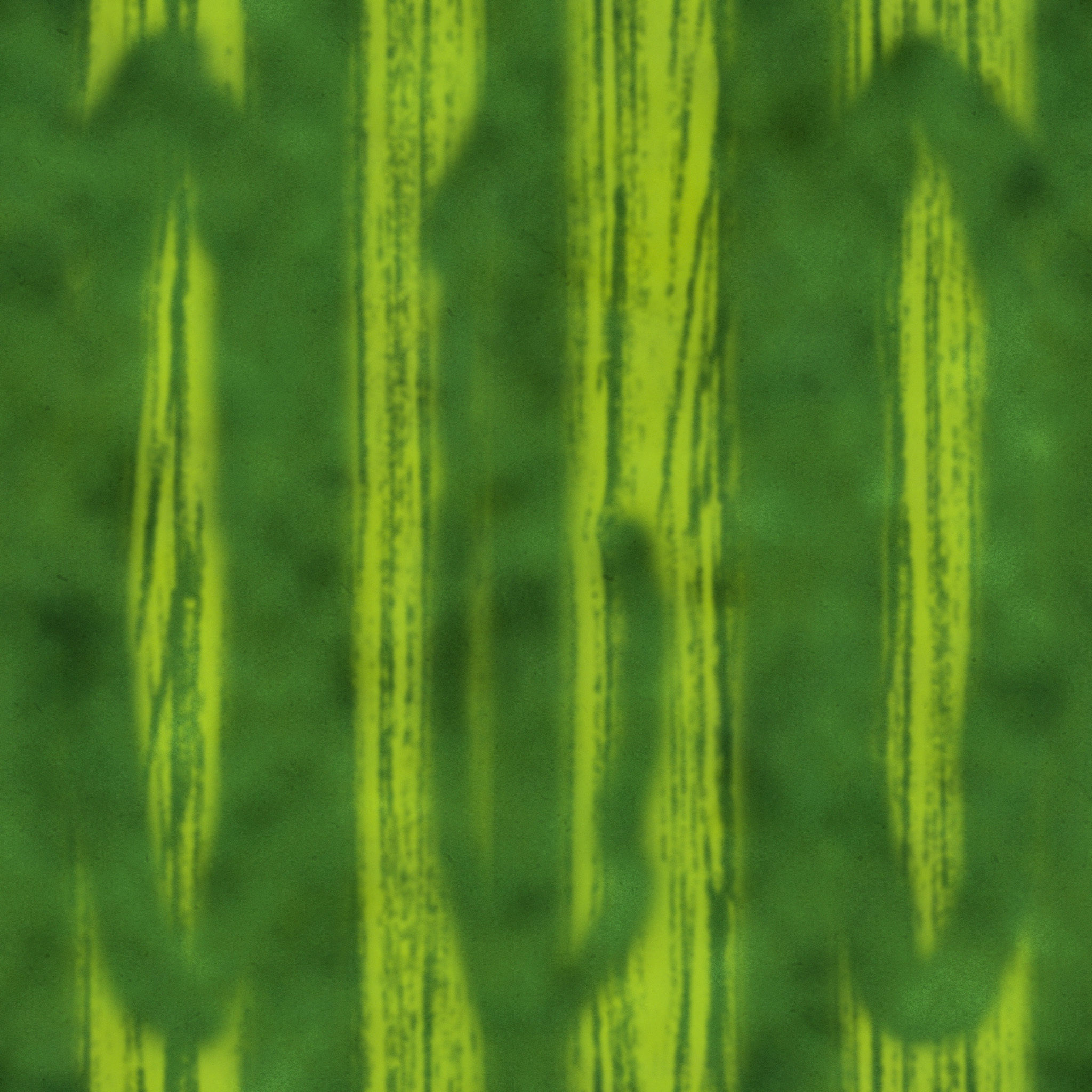 Dracaena Plant in Basket thumbnail 4