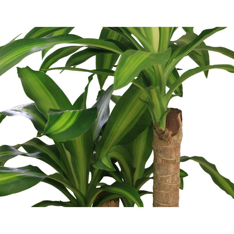 Dracaena Plant in Basket thumbnail 2