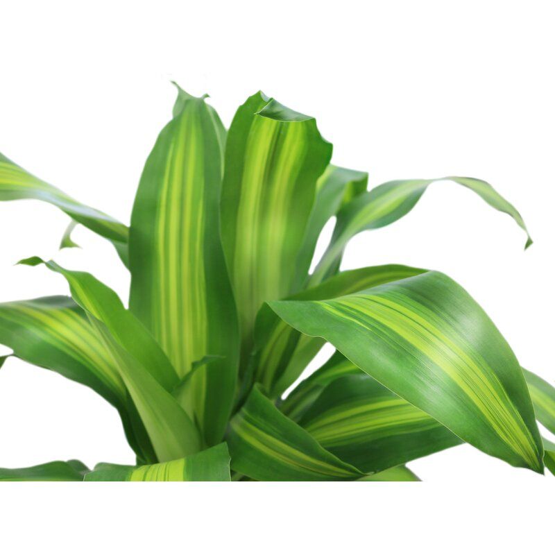 Dracaena Plant in Basket thumbnail 3