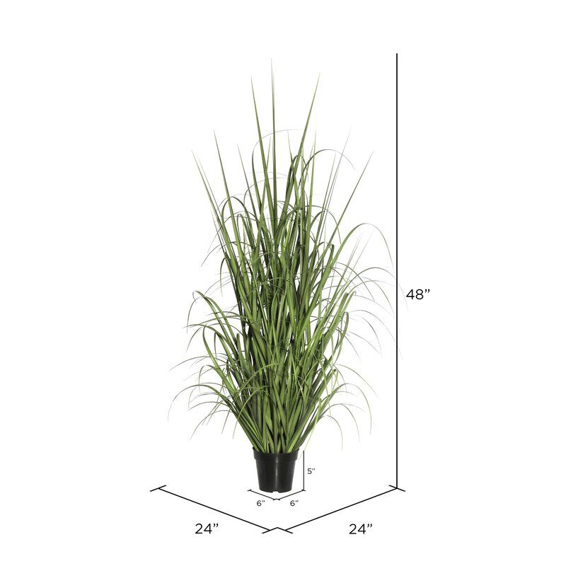Floor Foliage Grass in Pot thumbnail 3
