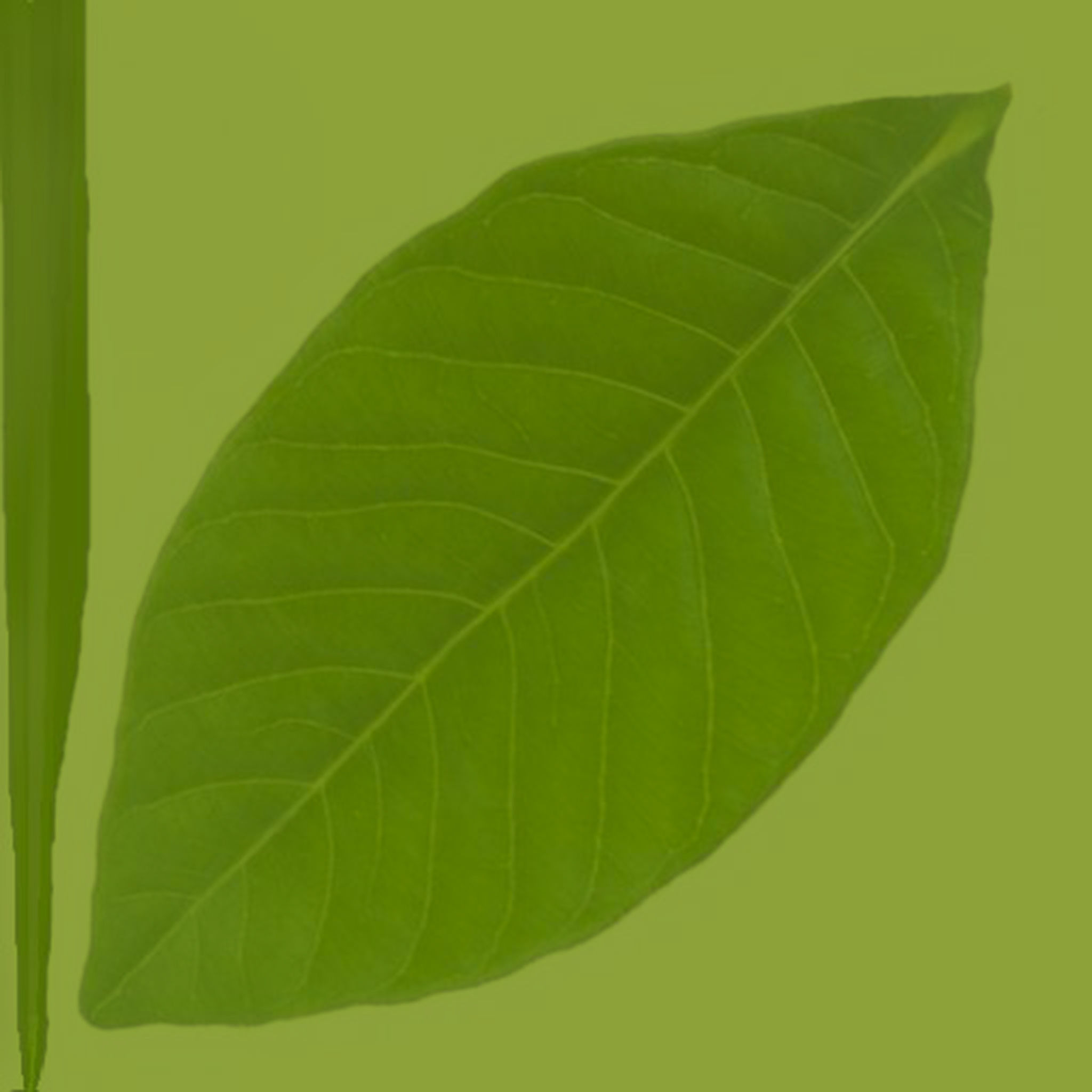 Alder and Oak Meyer Lemon Tree thumbnail 2
