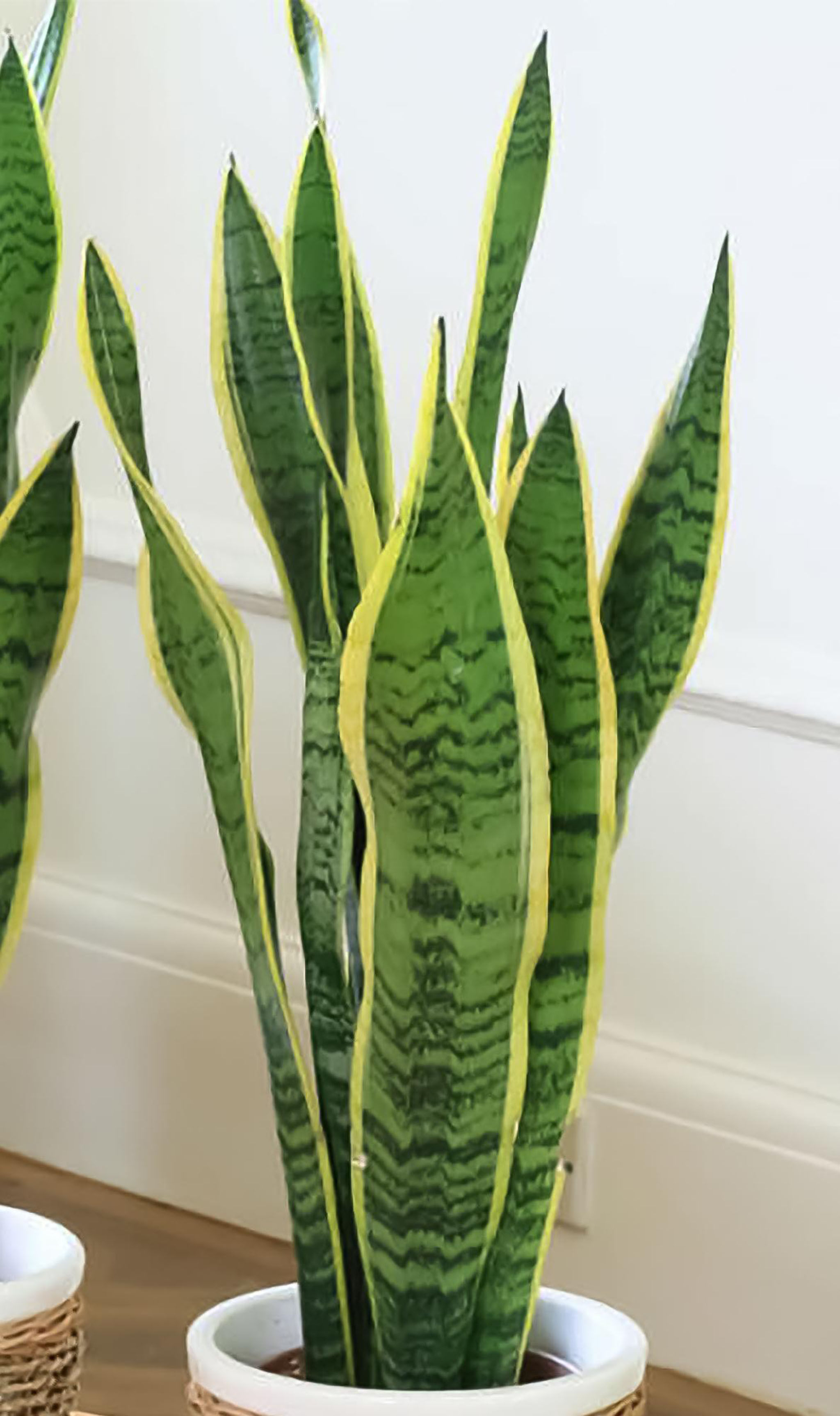 Customer_White_planter_with snake_plant thumbnail 2