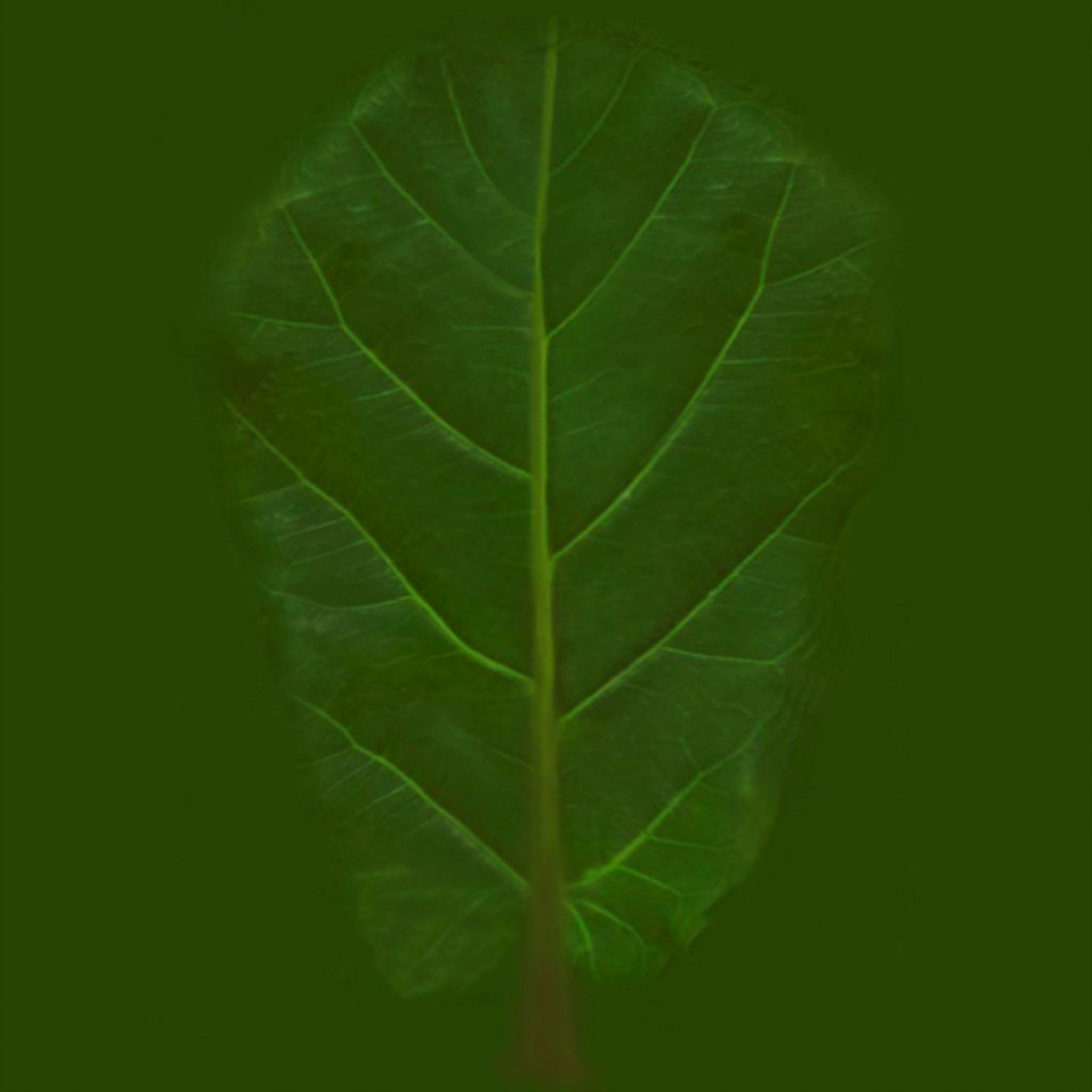 CUSTOMER PLANT thumbnail 3
