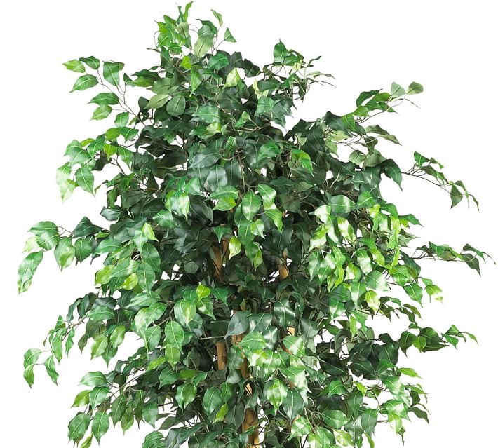 Faux Potted Palace Style Ficus Tree thumbnail 3