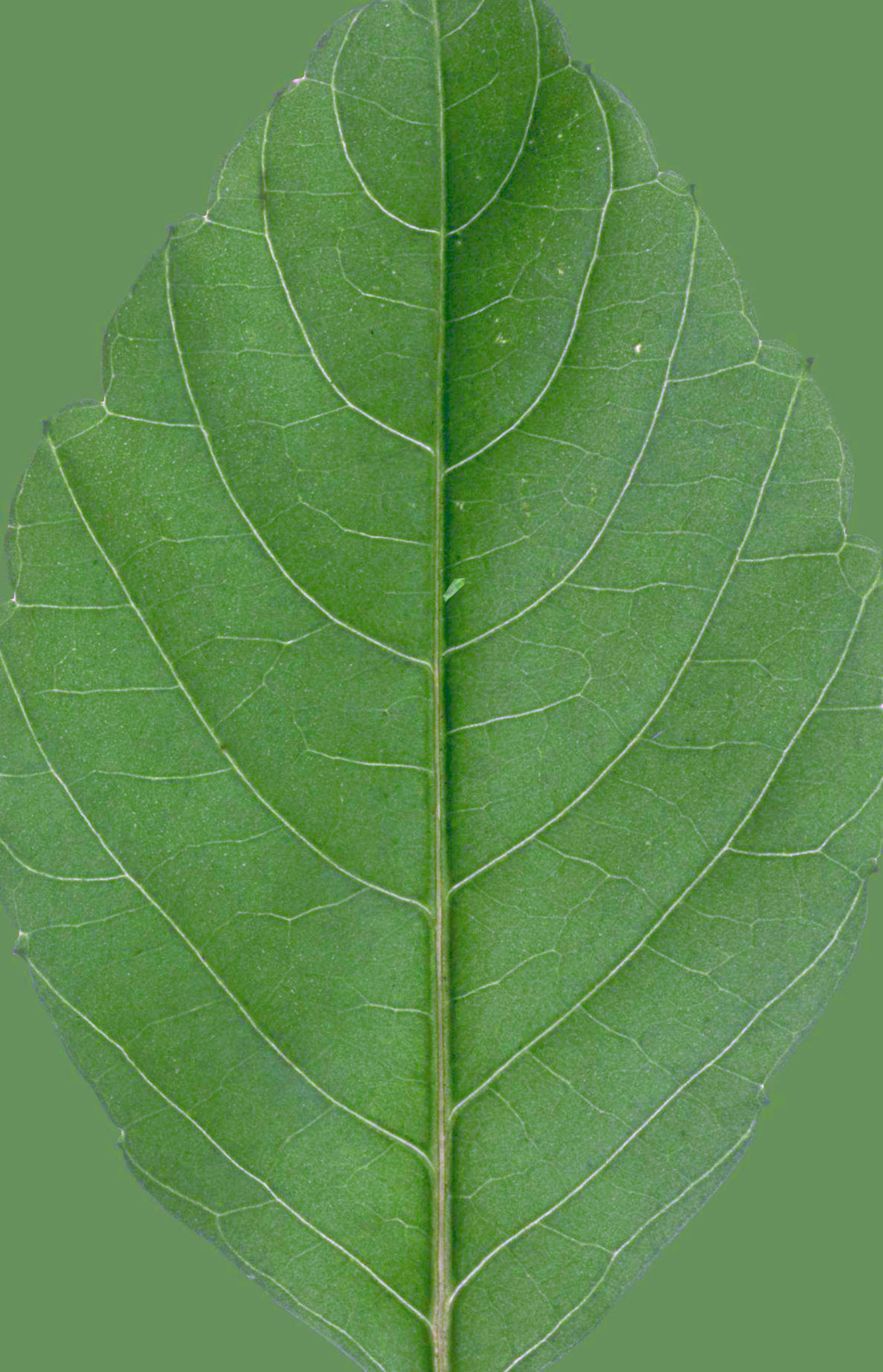 Faux Potted Palace Style Ficus Tree thumbnail 4