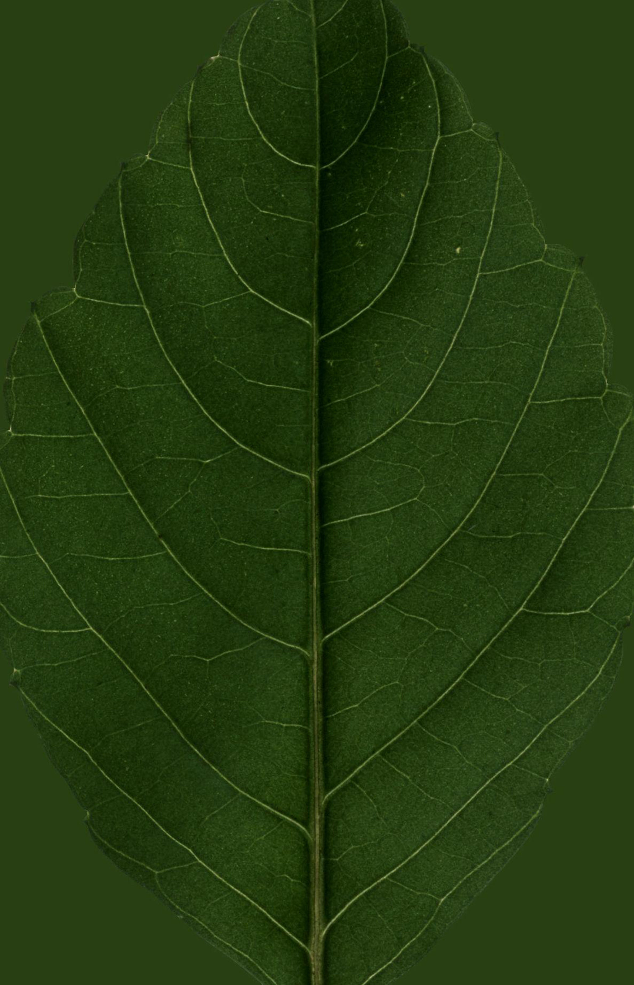 Faux Potted Palace Style Ficus Tree thumbnail 5
