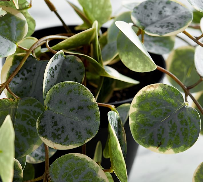 Faux Trailing Variegated String Of Hearts Houseplant thumbnail 2
