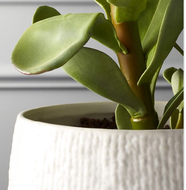 Potted Faux Succulent thumbnail 3