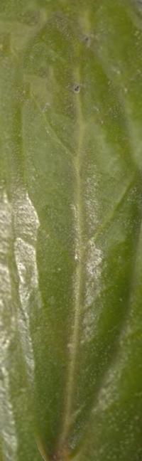 Faux Olive Tree thumbnail 4