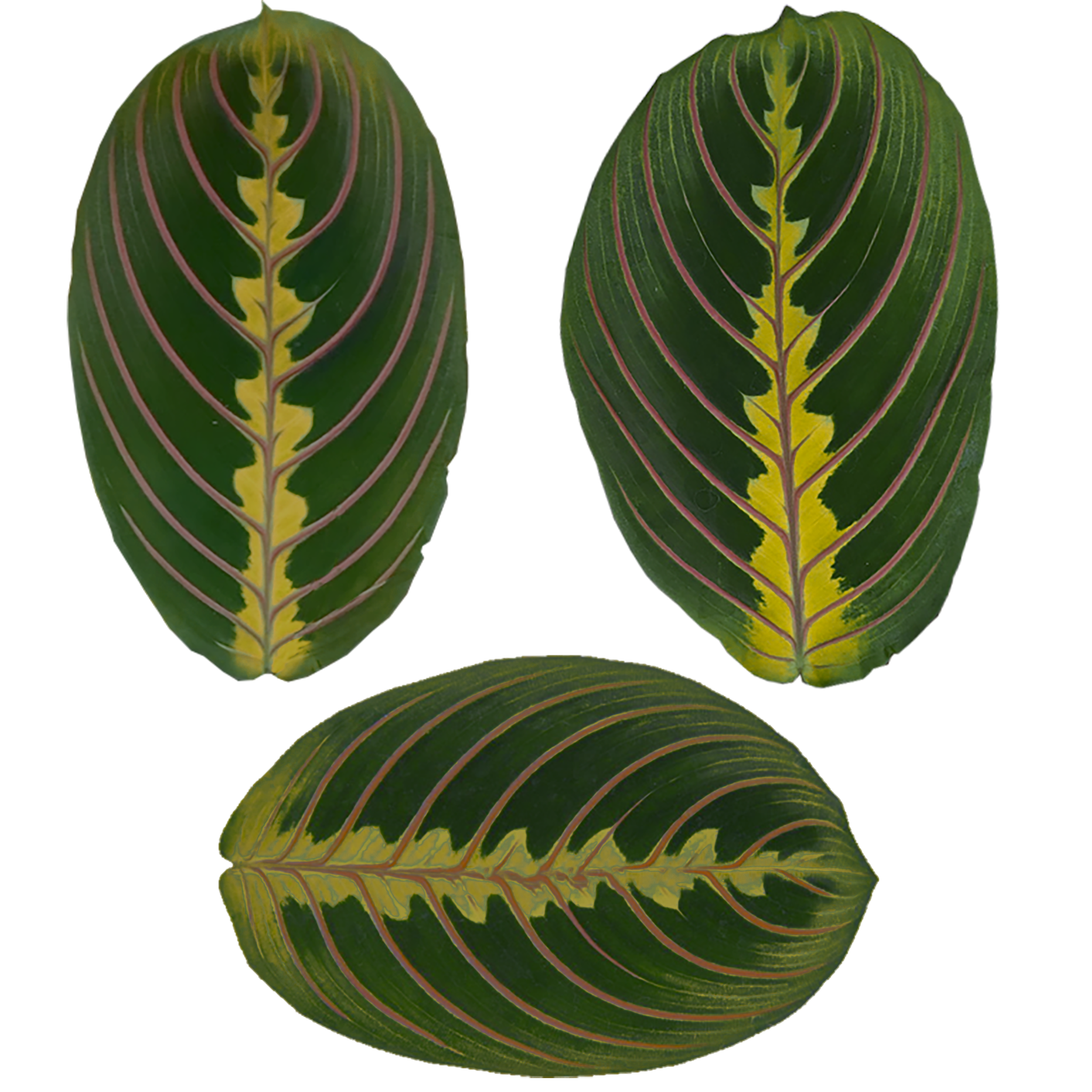 Faux Wandering Prayer Potted Houseplant thumbnail 5