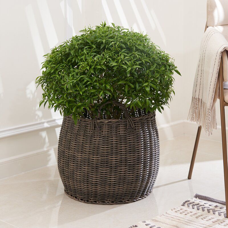 Wooley Wicker Basket thumbnail 5