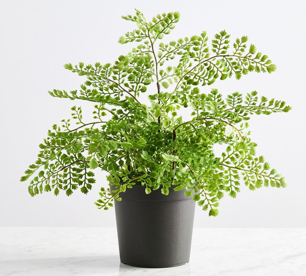 Faux Potted Maidenhair Fern thumbnail 2