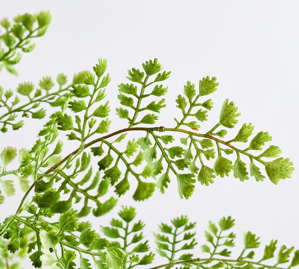 Faux Potted Maidenhair Fern thumbnail 3