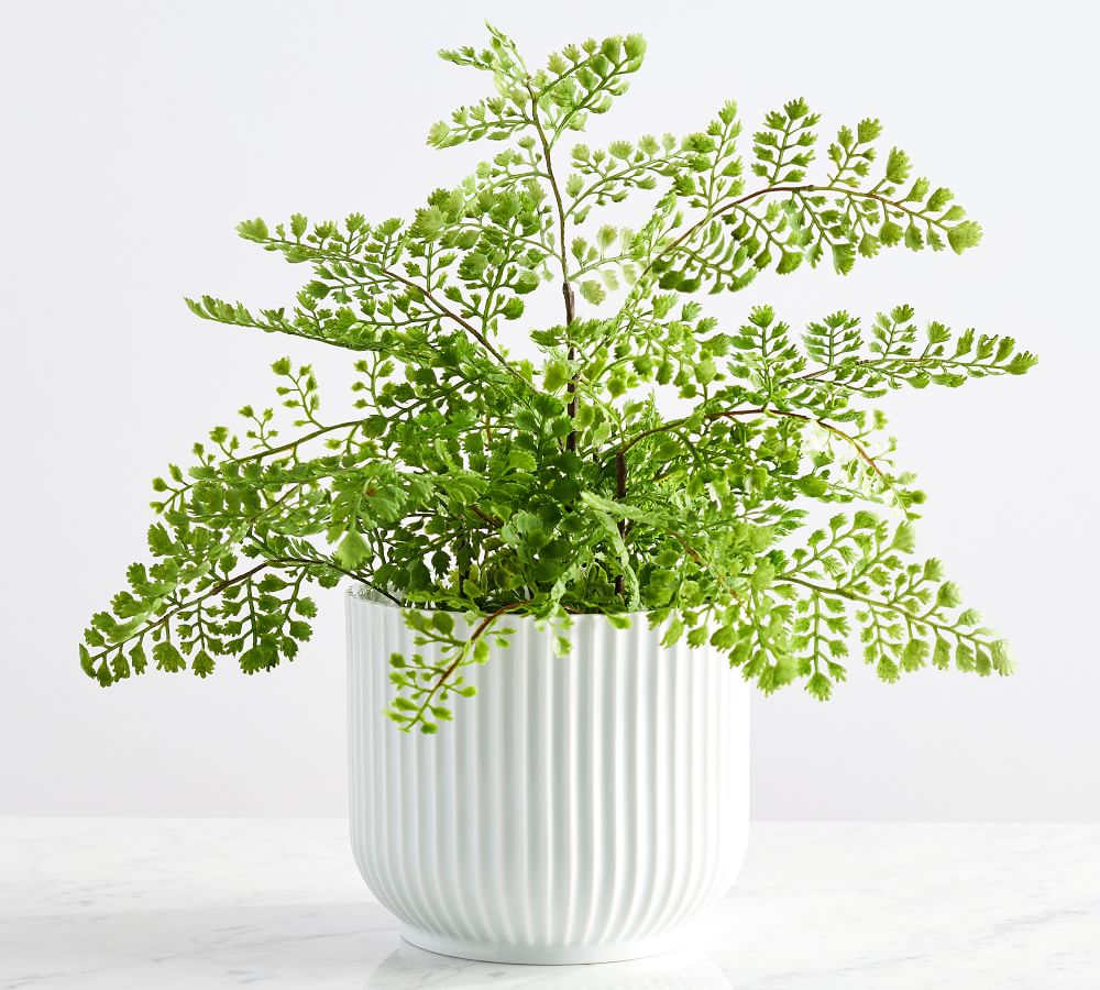 Faux Potted Maidenhair Fern thumbnail 5