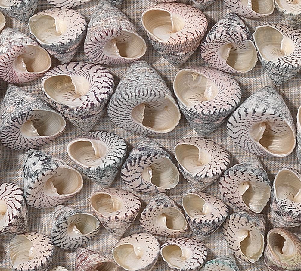Trochidae Shell Shadow Box Wall Art With Frame thumbnail 2
