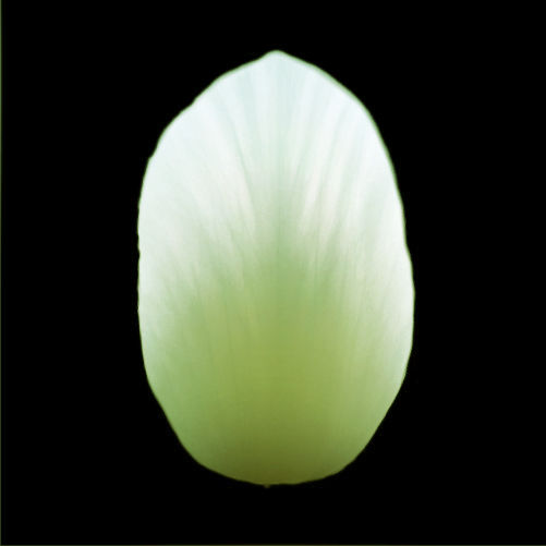 Tulip Flower thumbnail 2