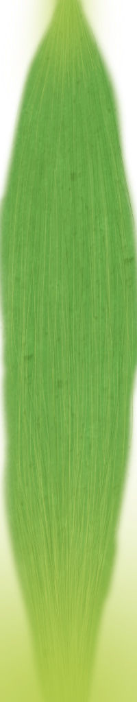 Tulip Flower thumbnail 3