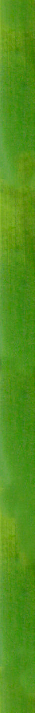 Tulip Flower thumbnail 4