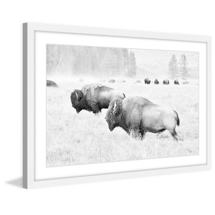 Buffalos Two Picture Photograph With Frame thumbnail 2