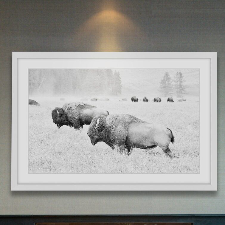 Buffalos Two Picture Photograph With Frame thumbnail 3