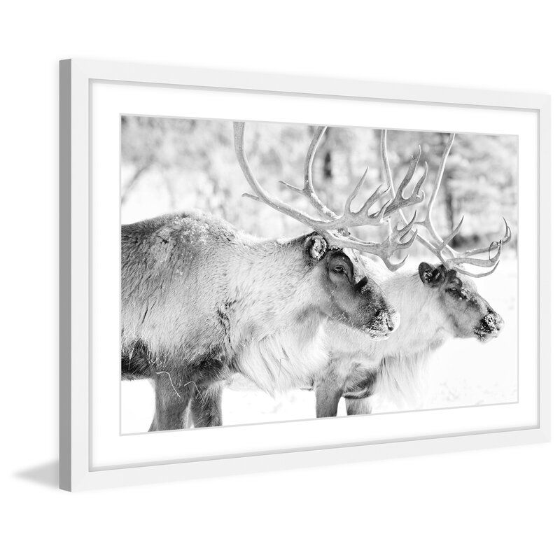 Elk Pair Picture Frame Photograph With Frame thumbnail 4