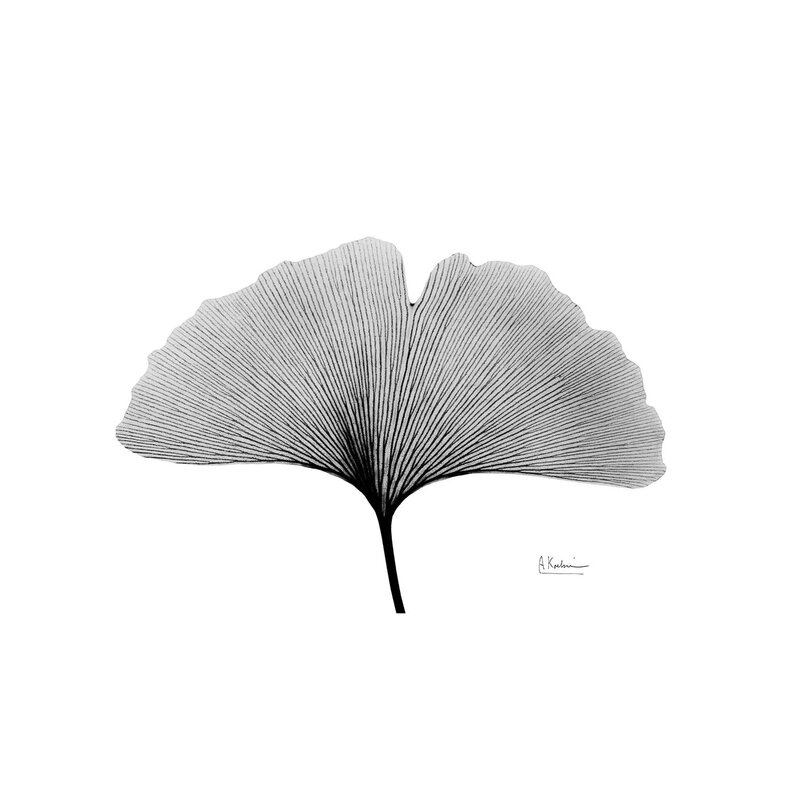 Inverted Ginko I by Albert Koetsier Wrapped Canvas Painting Unframe-26"x40" thumbnail 3